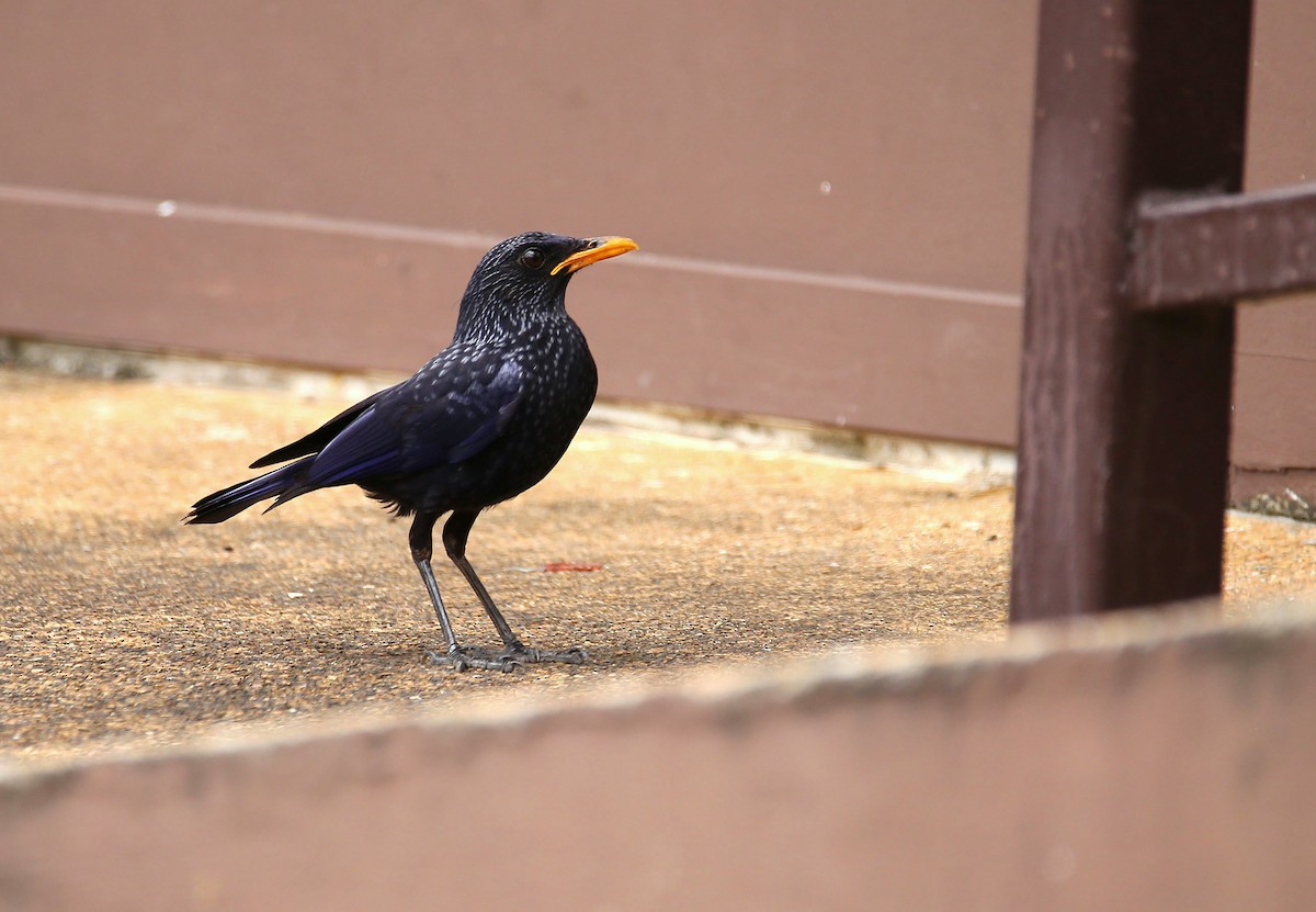 Blue Whistling-Thrush - ML619876376