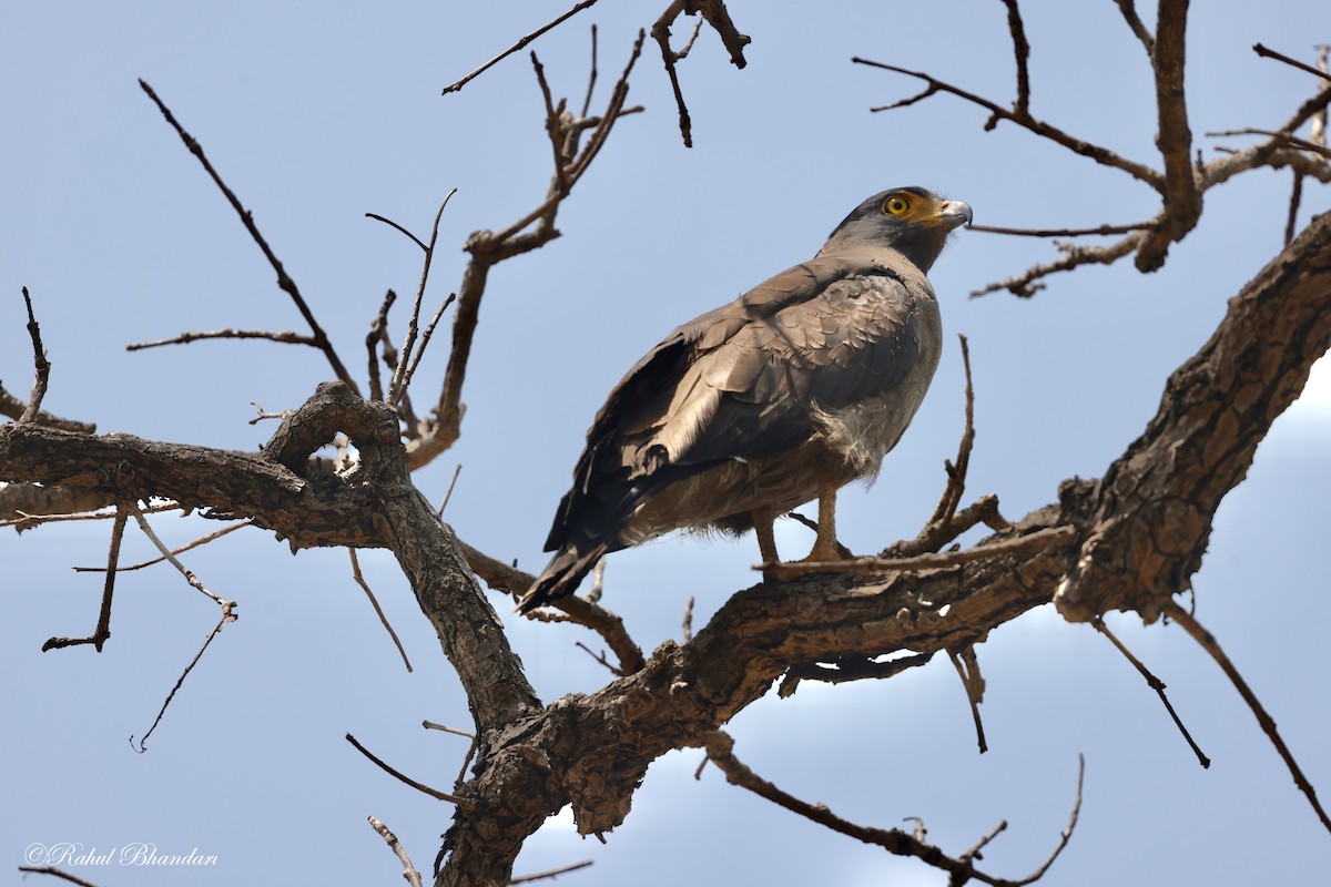 Crested Serpent-Eagle - ML619876395
