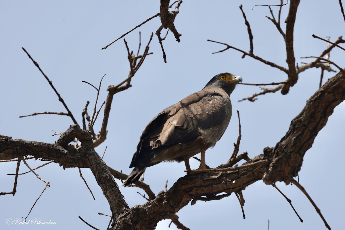 Crested Serpent-Eagle - ML619876396