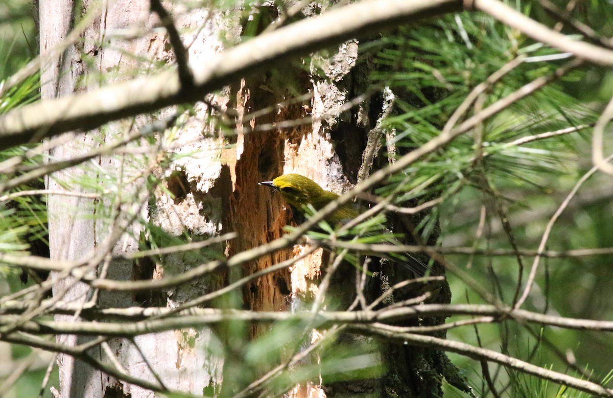 Black-throated Green Warbler - ML619876406