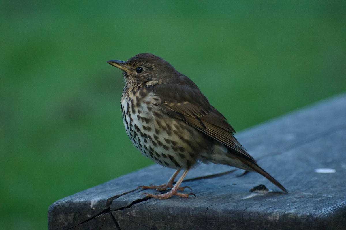 Song Thrush - ML619876410