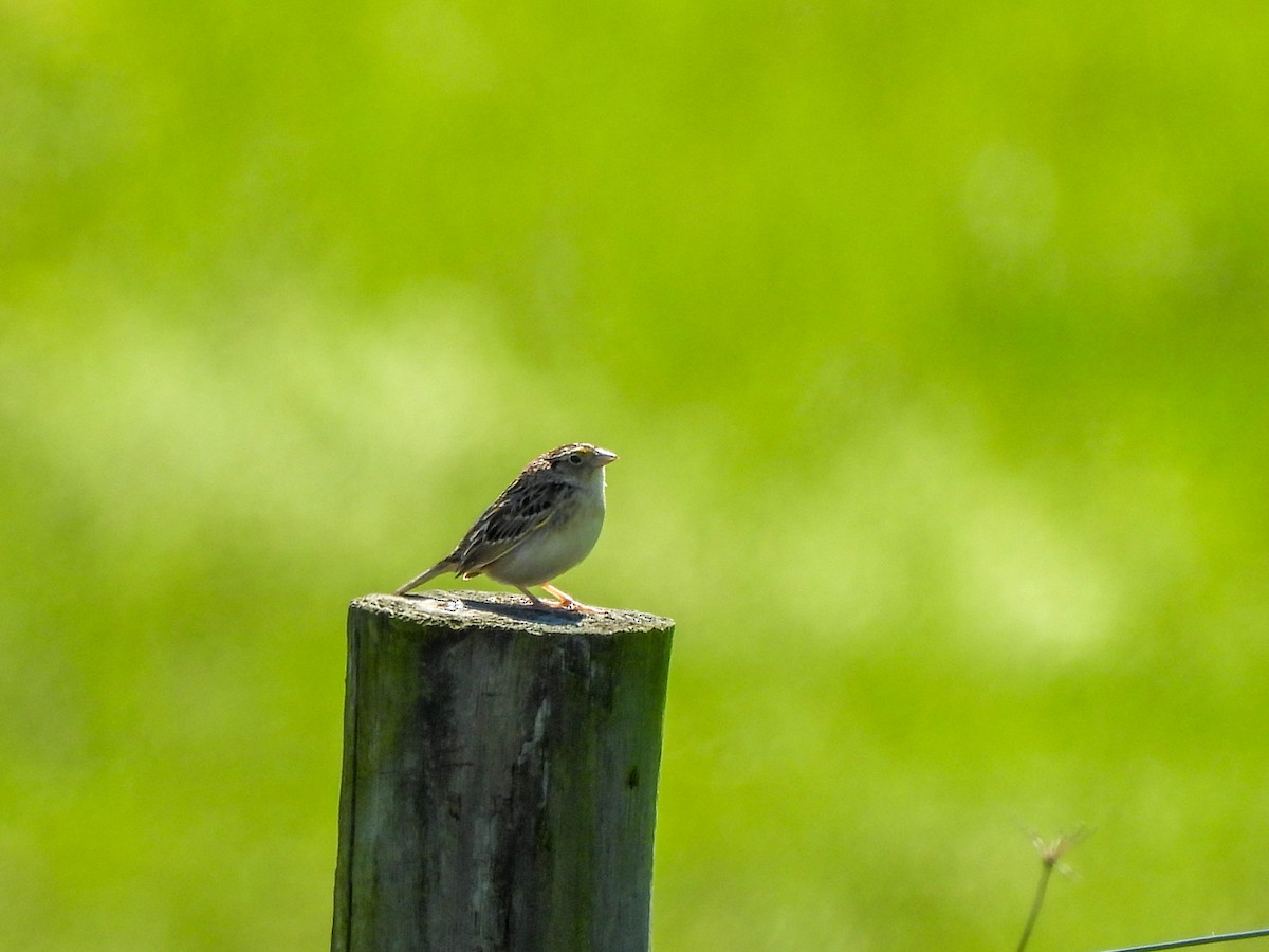Grasshopper Sparrow - Susan Brauning