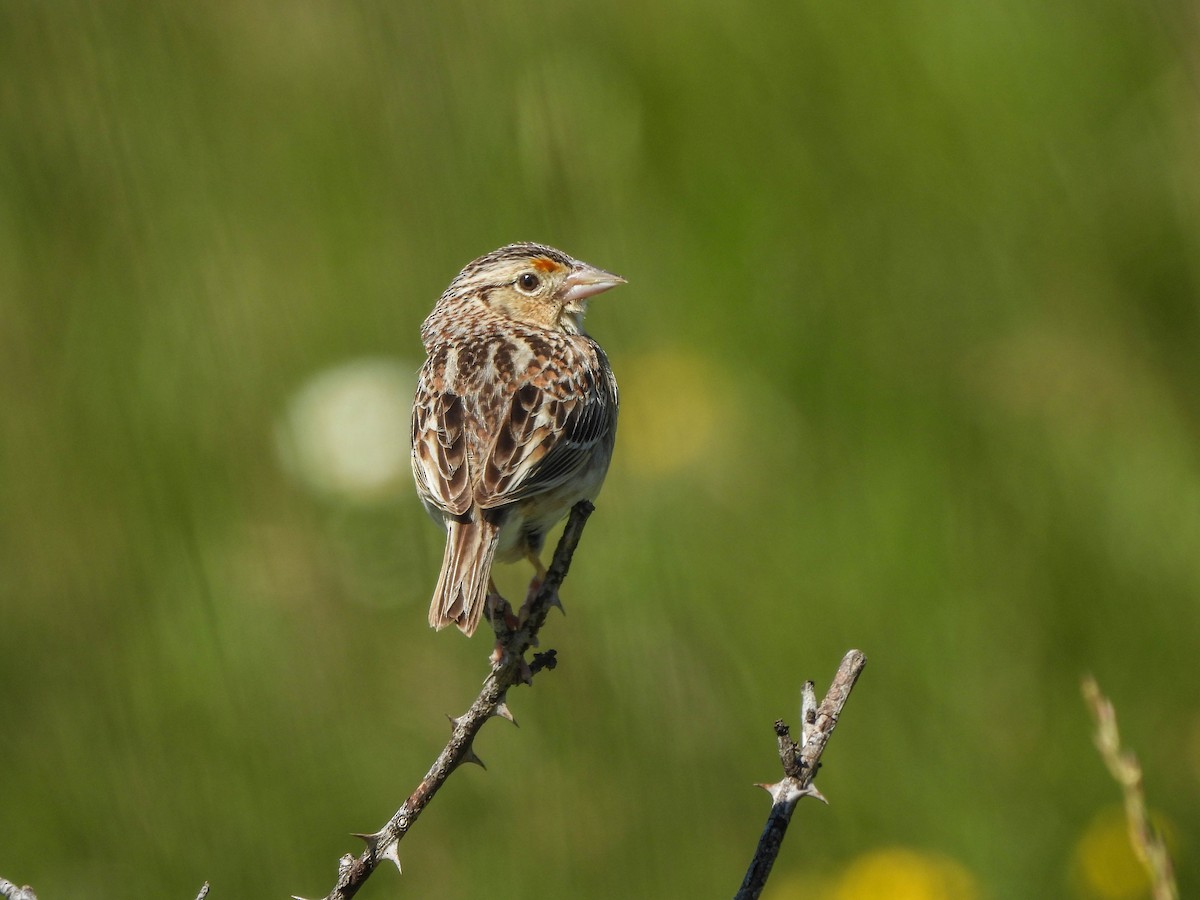 Grasshopper Sparrow - Susan Brauning