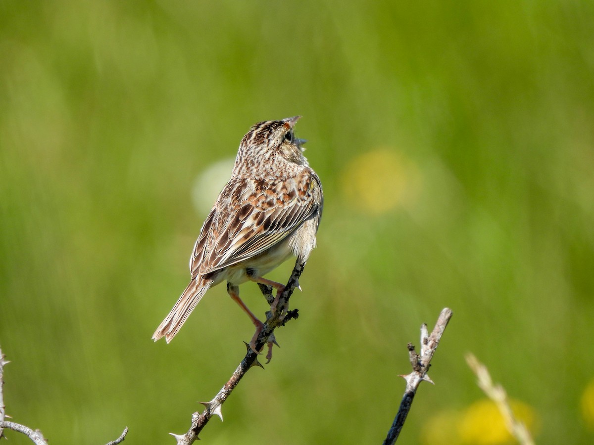 Grasshopper Sparrow - ML619876413