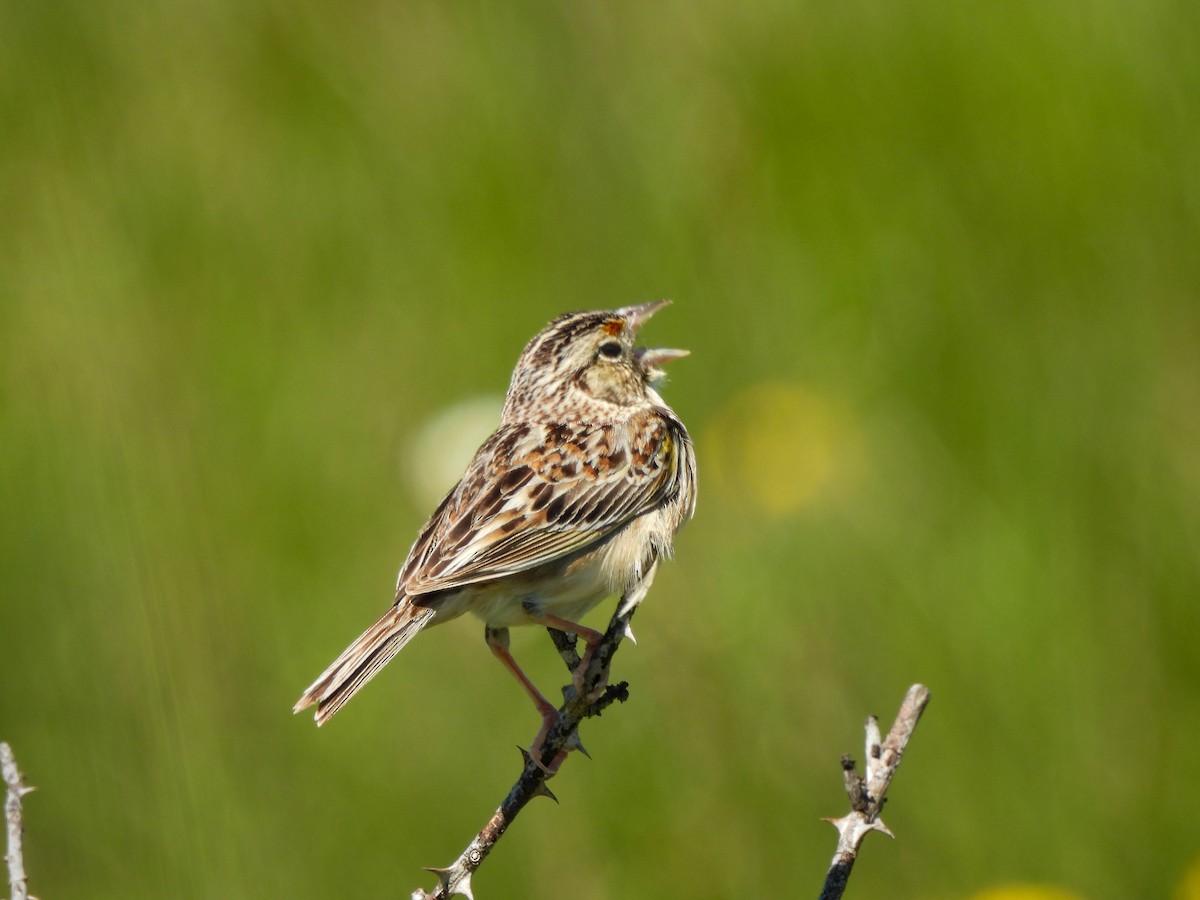 Grasshopper Sparrow - ML619876414