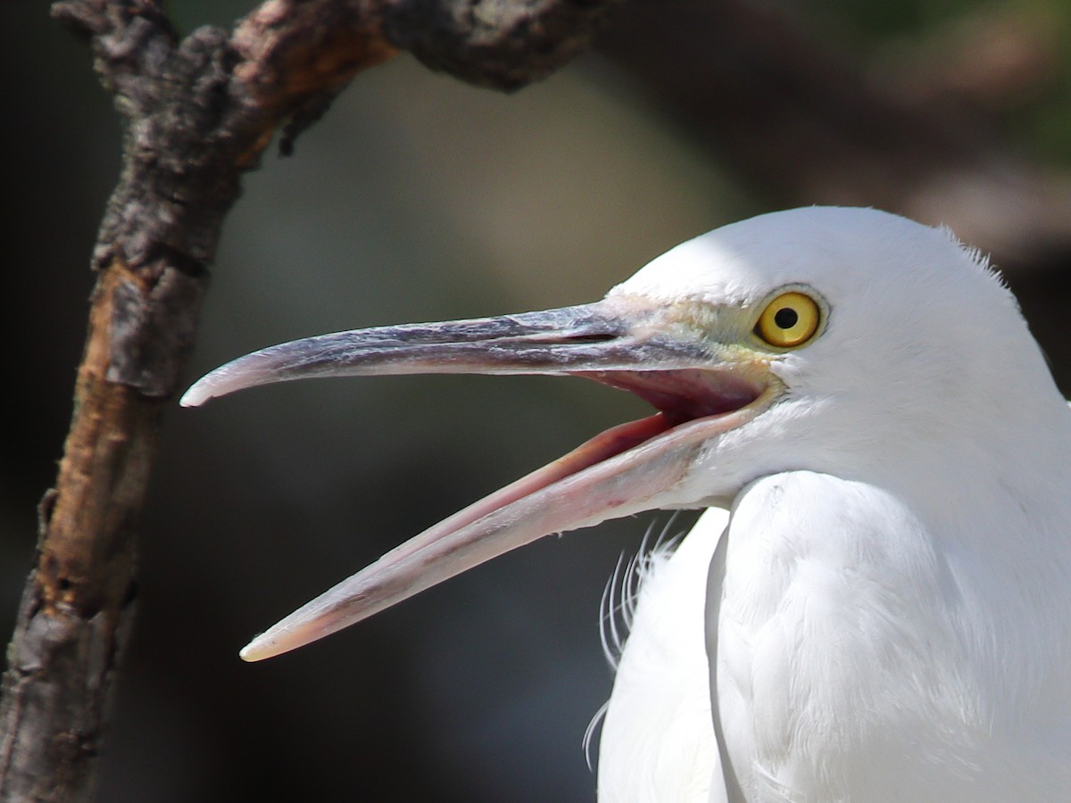 Pacific Reef-Heron - ML619876422