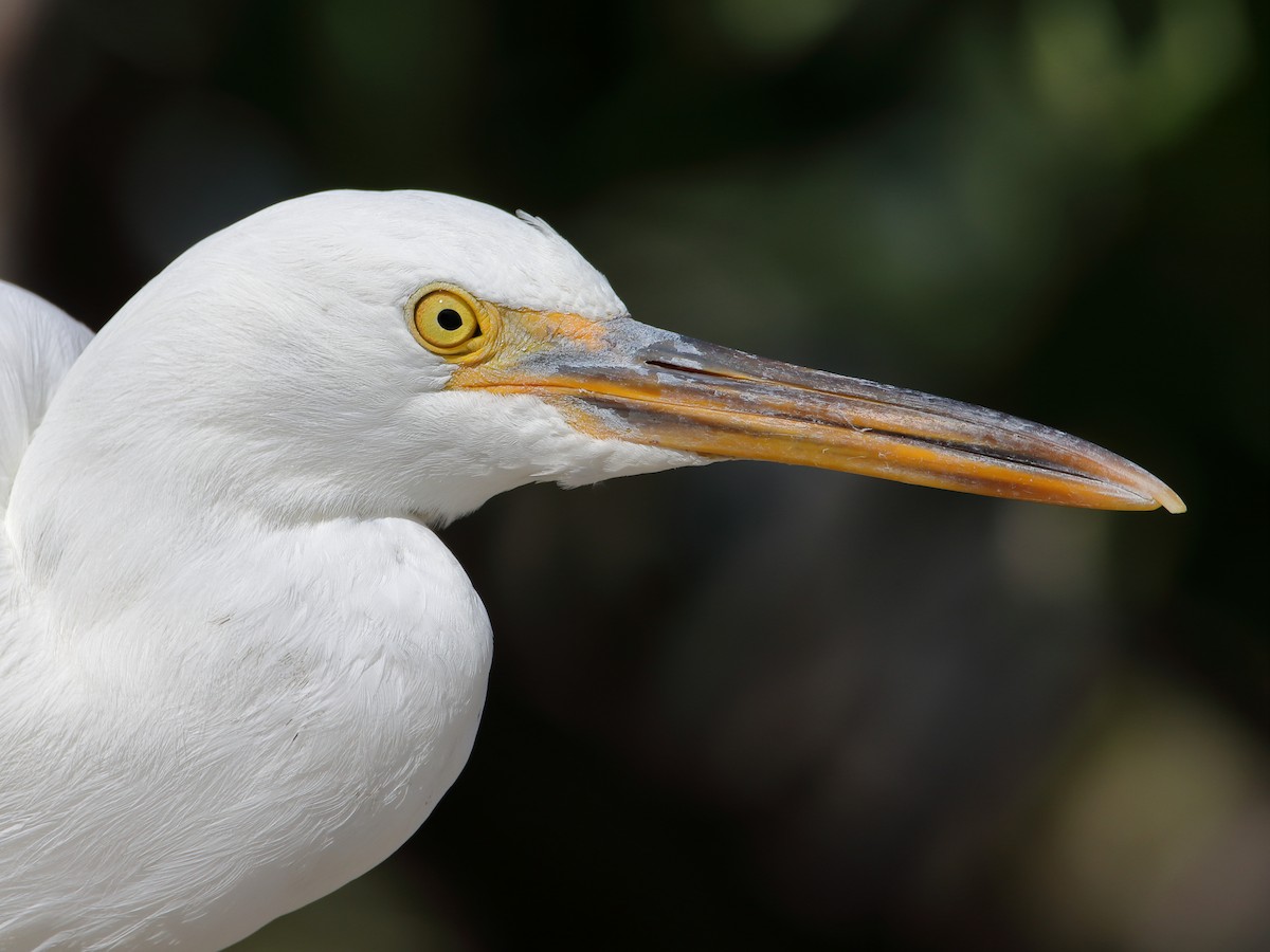 Pacific Reef-Heron - ML619876424