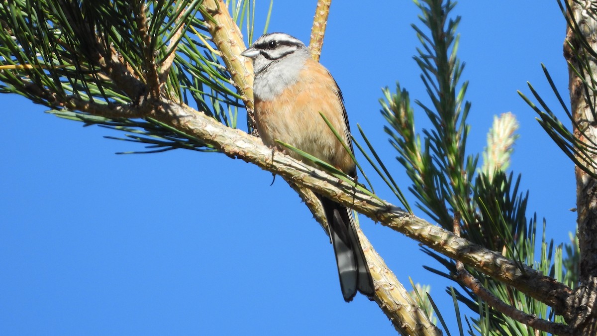 Rock Bunting - ML619876462