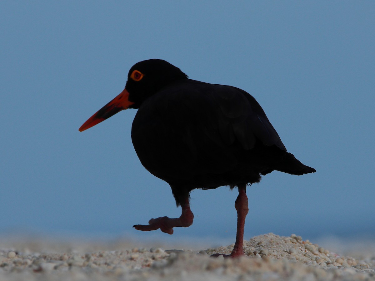 Sooty Oystercatcher - ML619876466