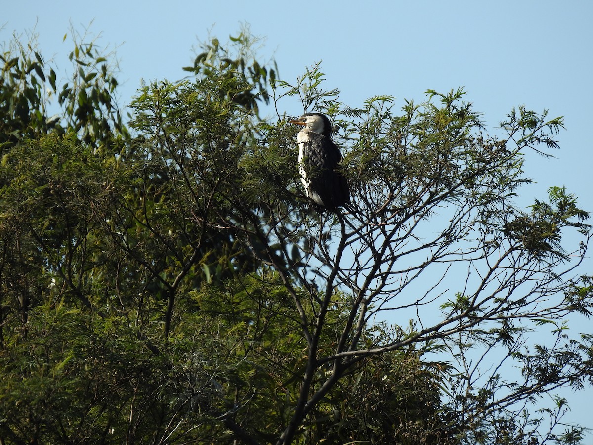 Little Pied Cormorant - ML619876470