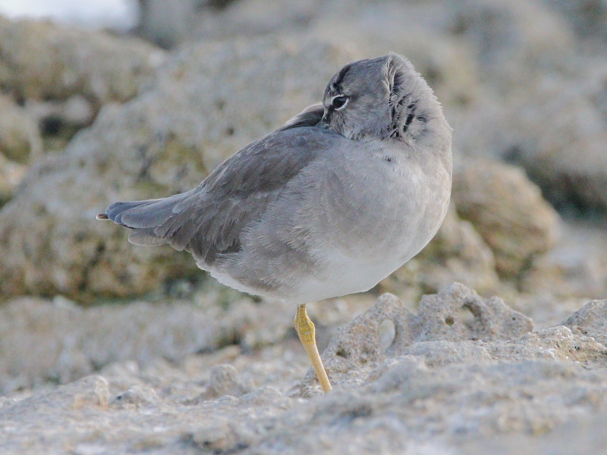 Wandering Tattler - Rolo Rodsey