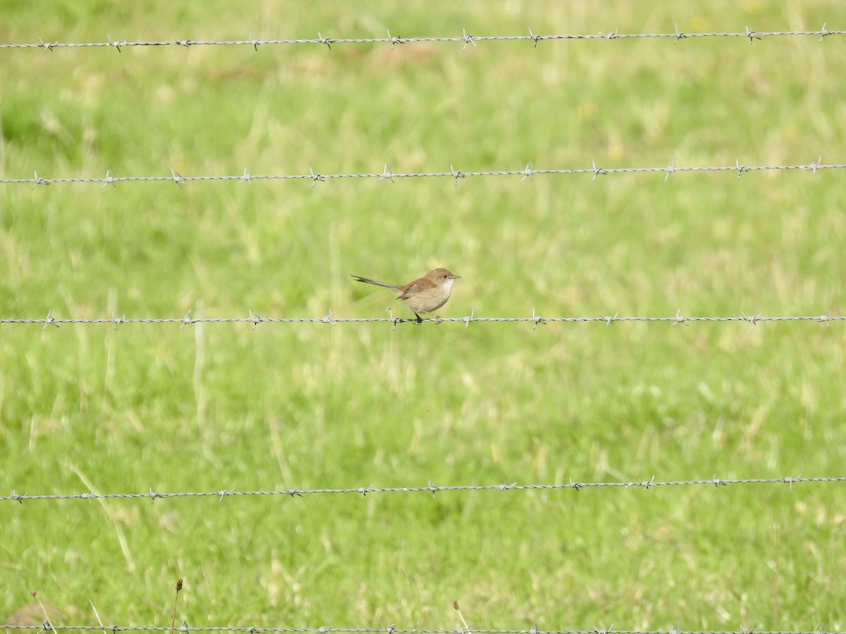 Superb Fairywren - ML619876491