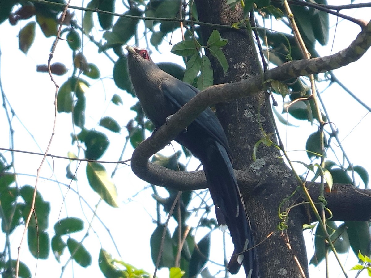 Green-billed Malkoha - ML619876514