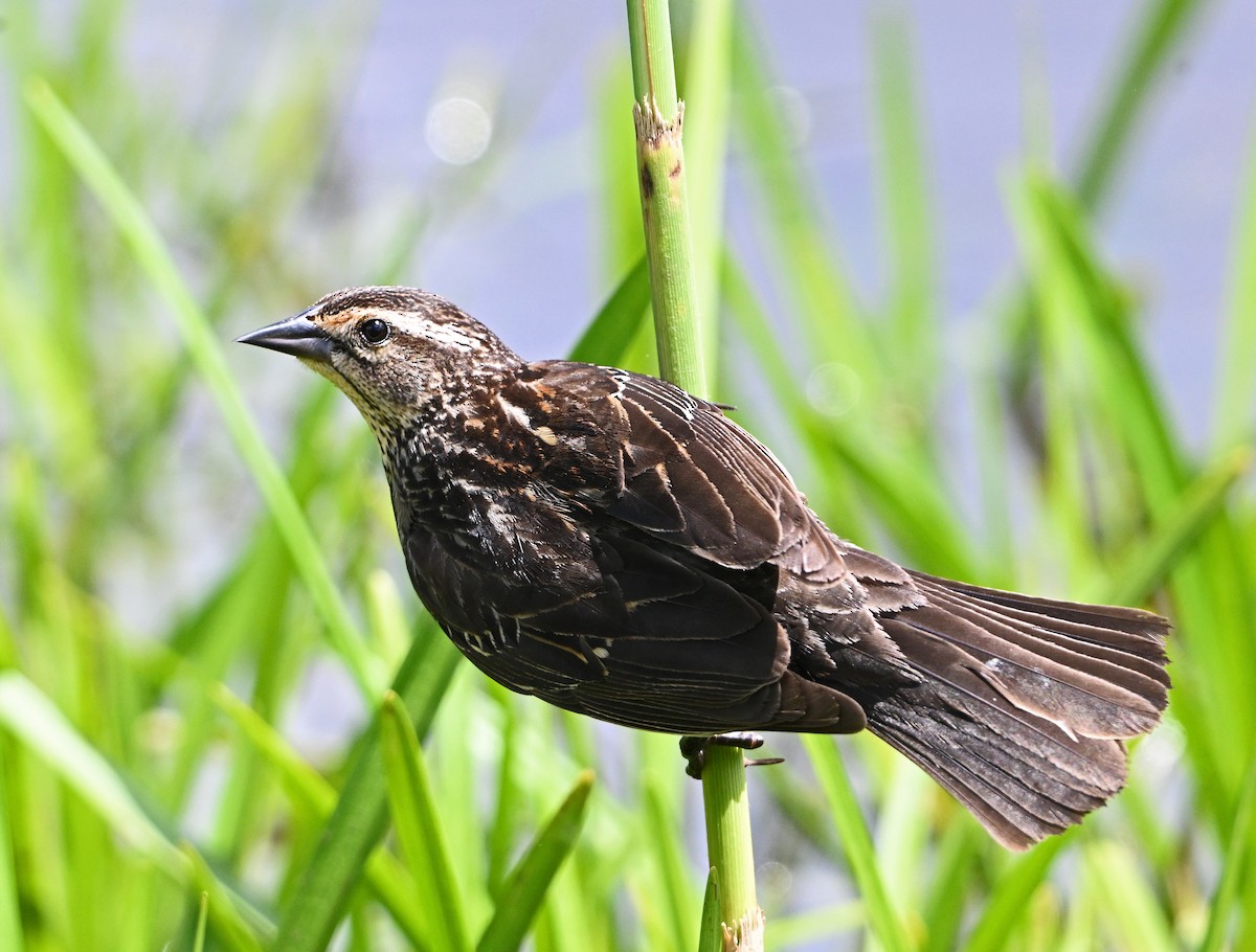 Red-winged Blackbird - ML619876515