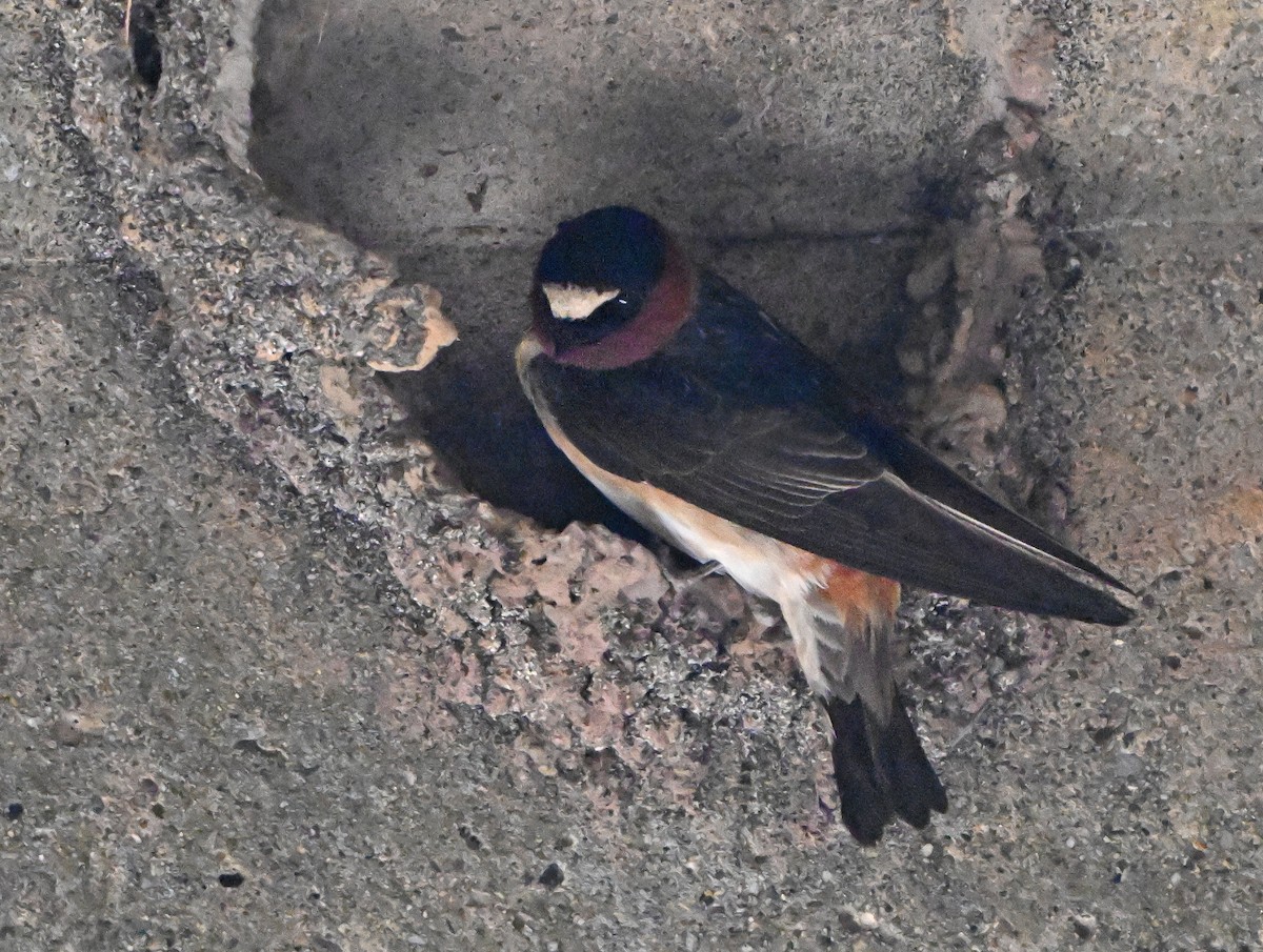 Cliff Swallow - ML619876532