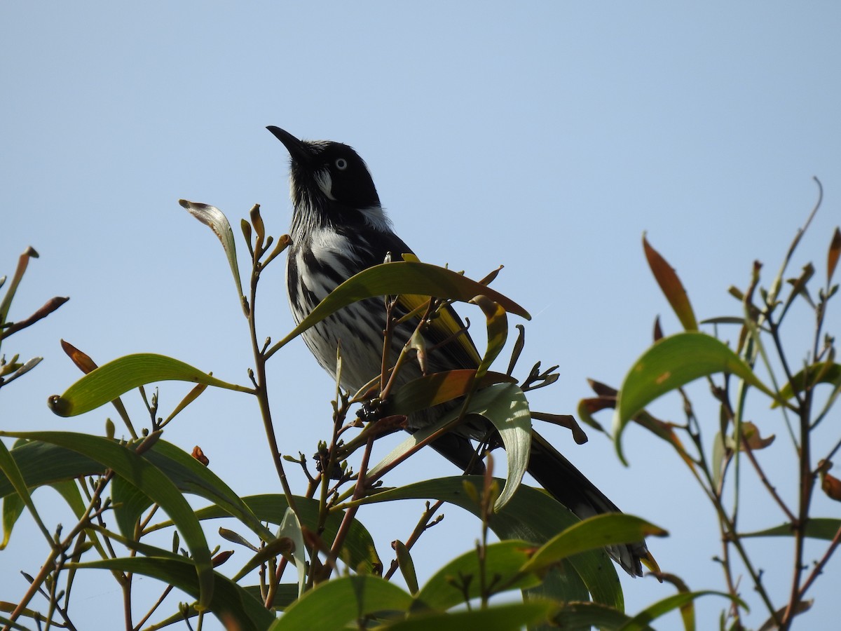 New Holland Honeyeater - ML619876541