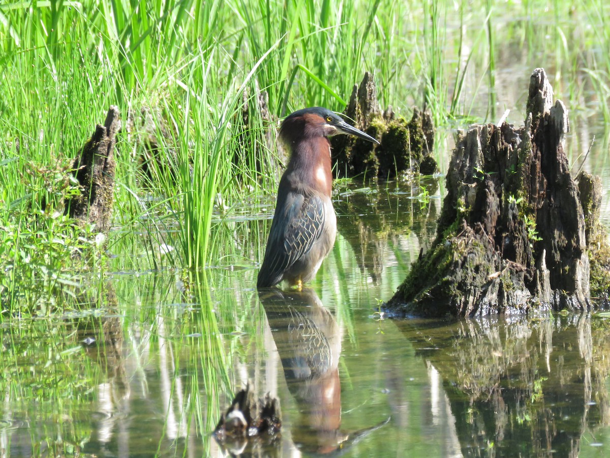 Green Heron - ML619876548