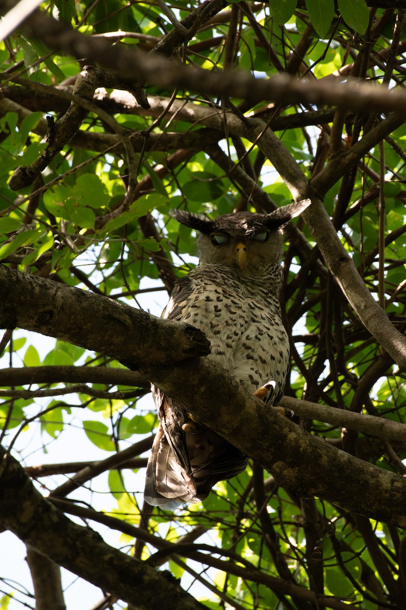Spot-bellied Eagle-Owl - ML619876550
