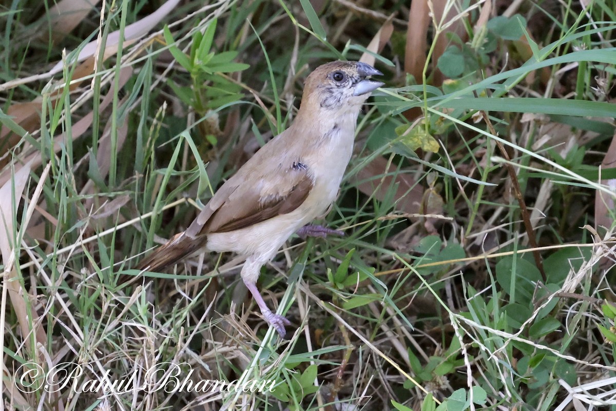 Indian Silverbill - ML619876562