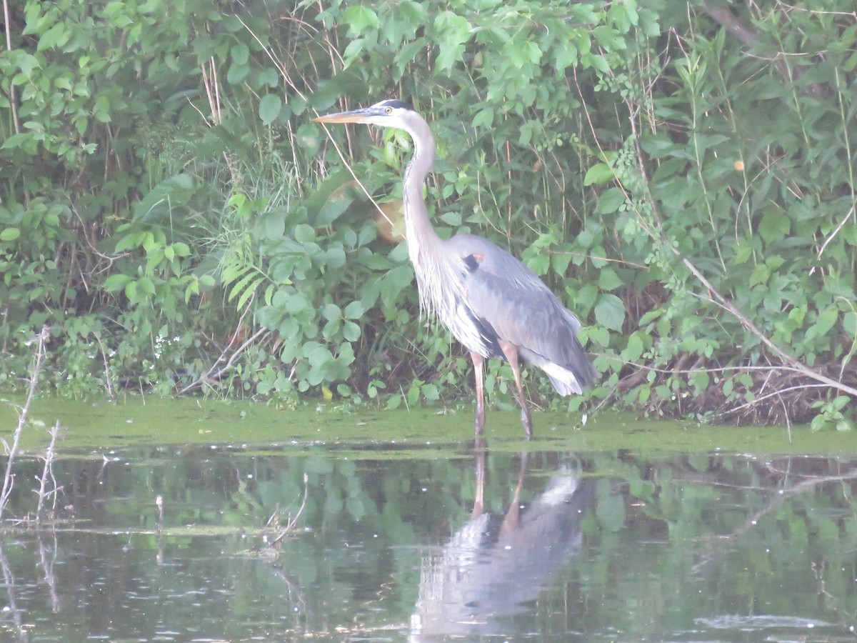 Great Blue Heron - ML619876571