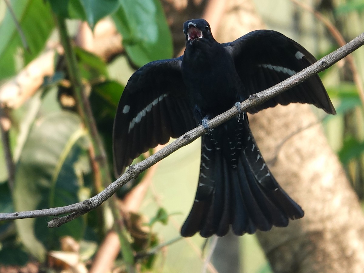 Cuclillo Drongo Colitruncado - ML619876573