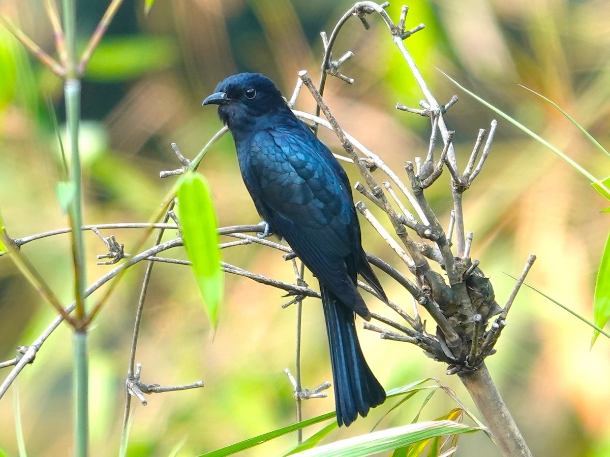 Square-tailed Drongo-Cuckoo - ML619876574