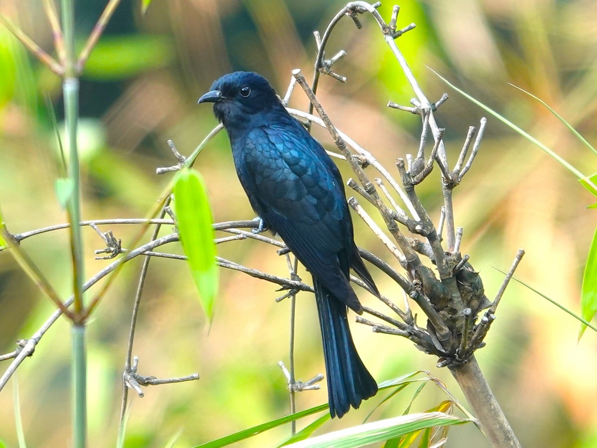 Cuclillo Drongo Colitruncado - ML619876574