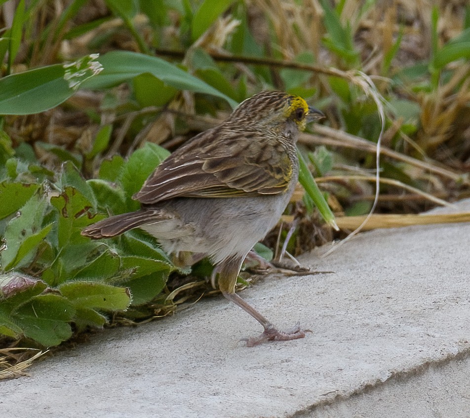Yellow-browed Sparrow - ML619876581