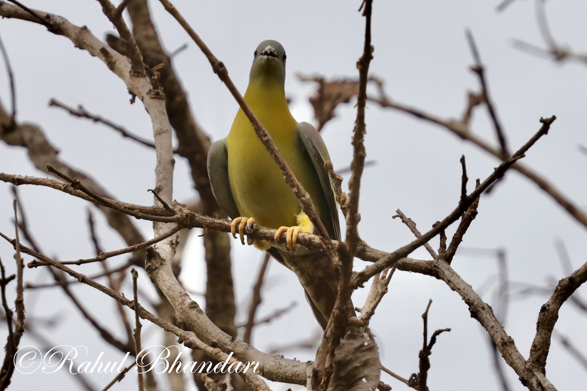 Yellow-footed Green-Pigeon - ML619876582