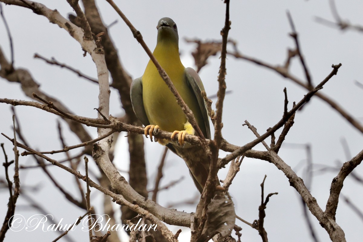 Yellow-footed Green-Pigeon - ML619876583