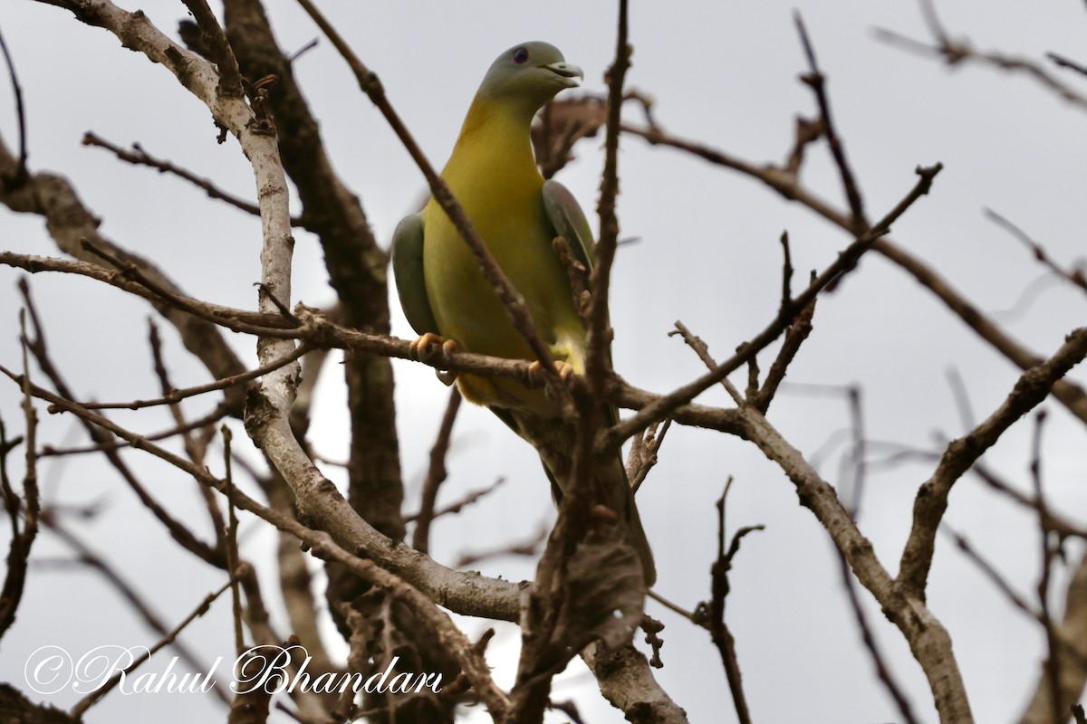 Yellow-footed Green-Pigeon - ML619876584