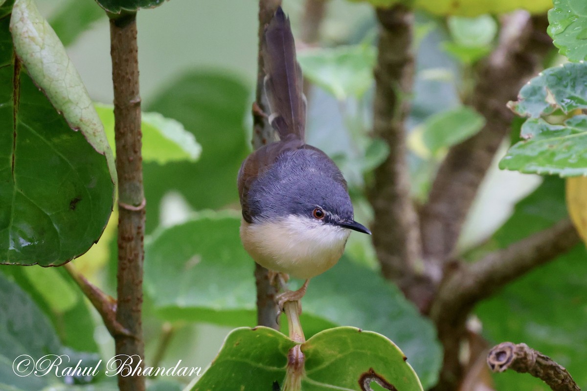 Ashy Prinia - ML619876587