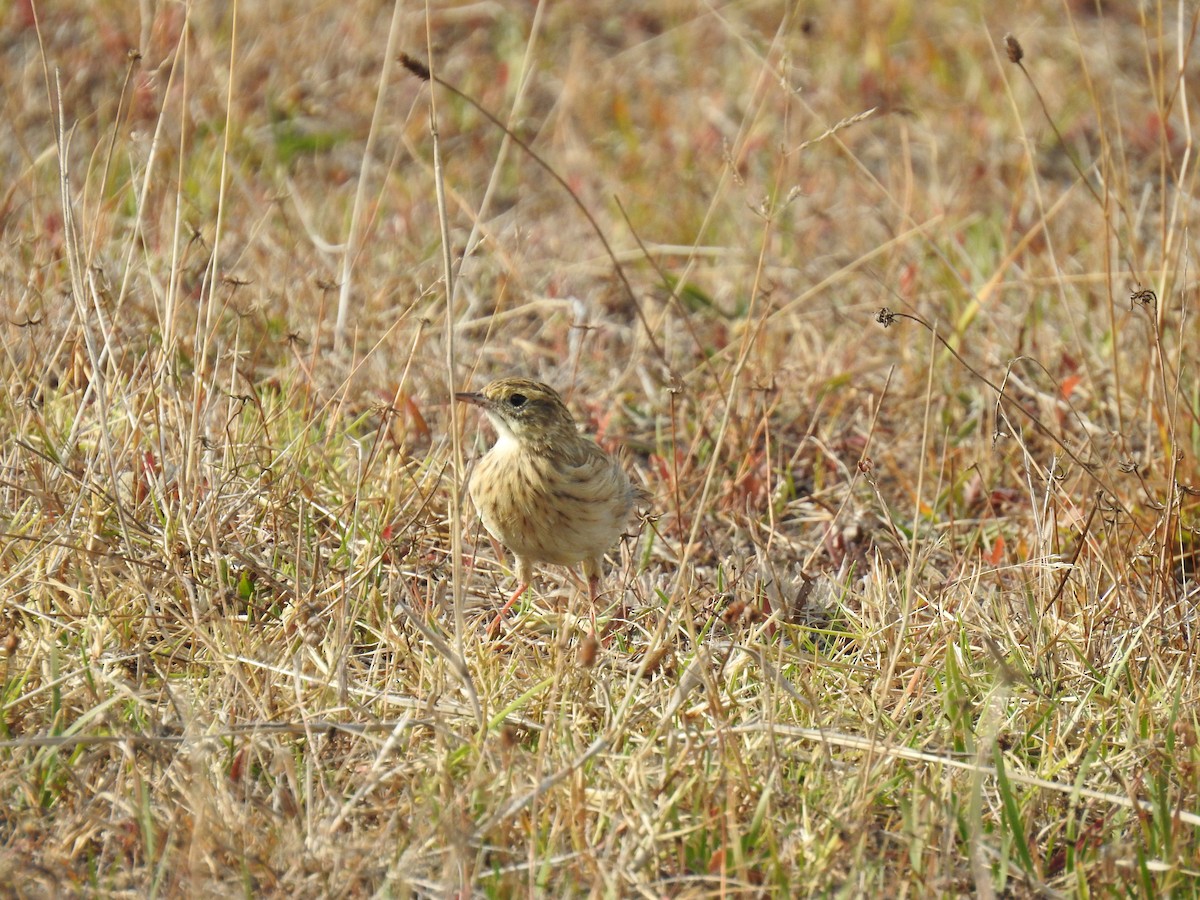 Australian Pipit - ML619876588