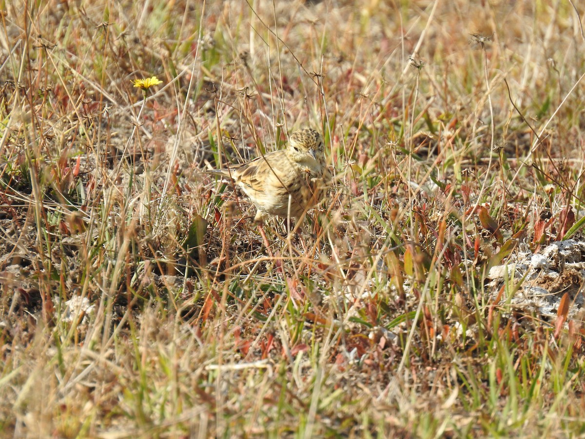 Australian Pipit - ML619876591