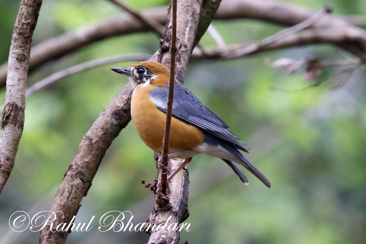 Orange-headed Thrush - ML619876597