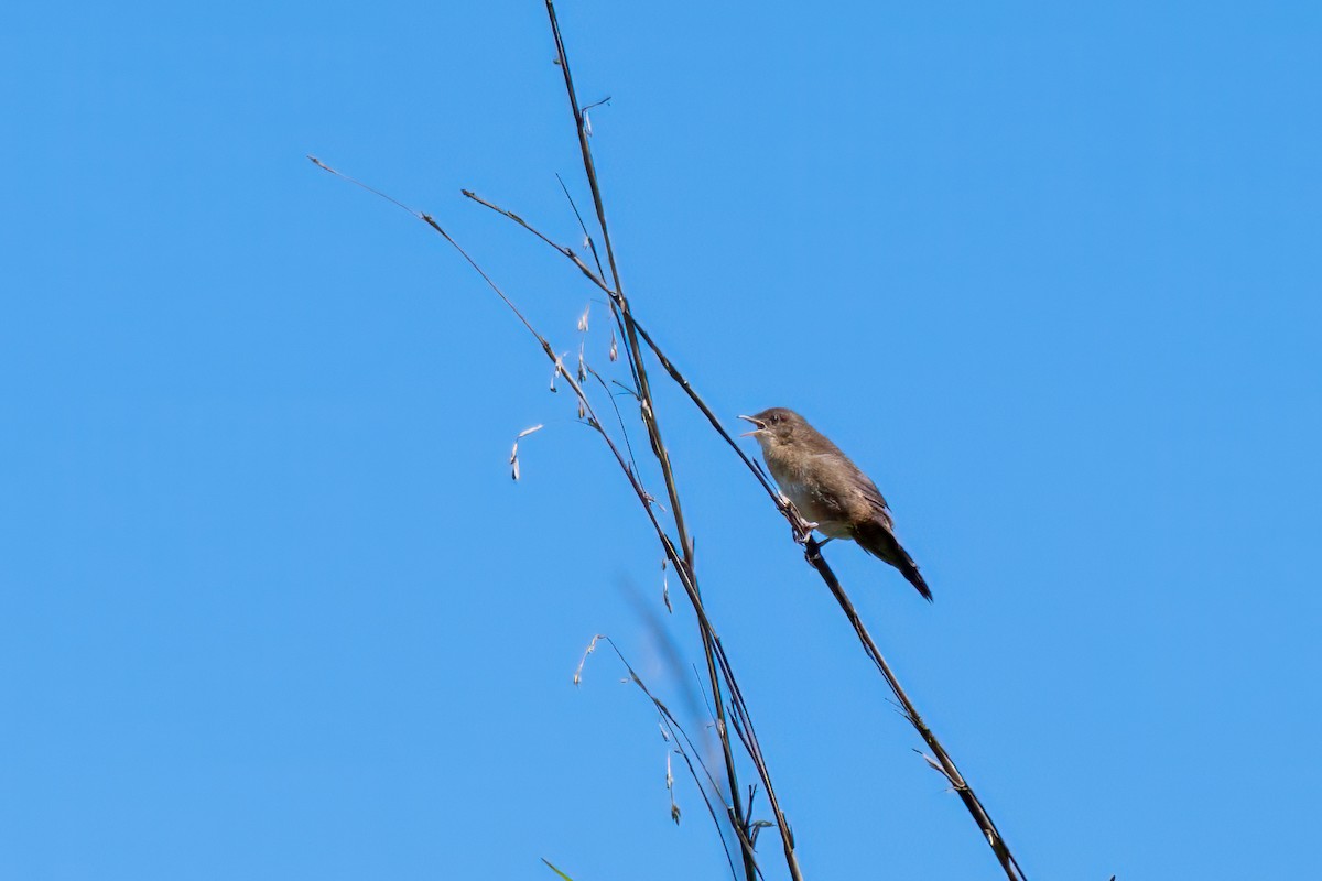 Broad-tailed Grassbird - ML619876605