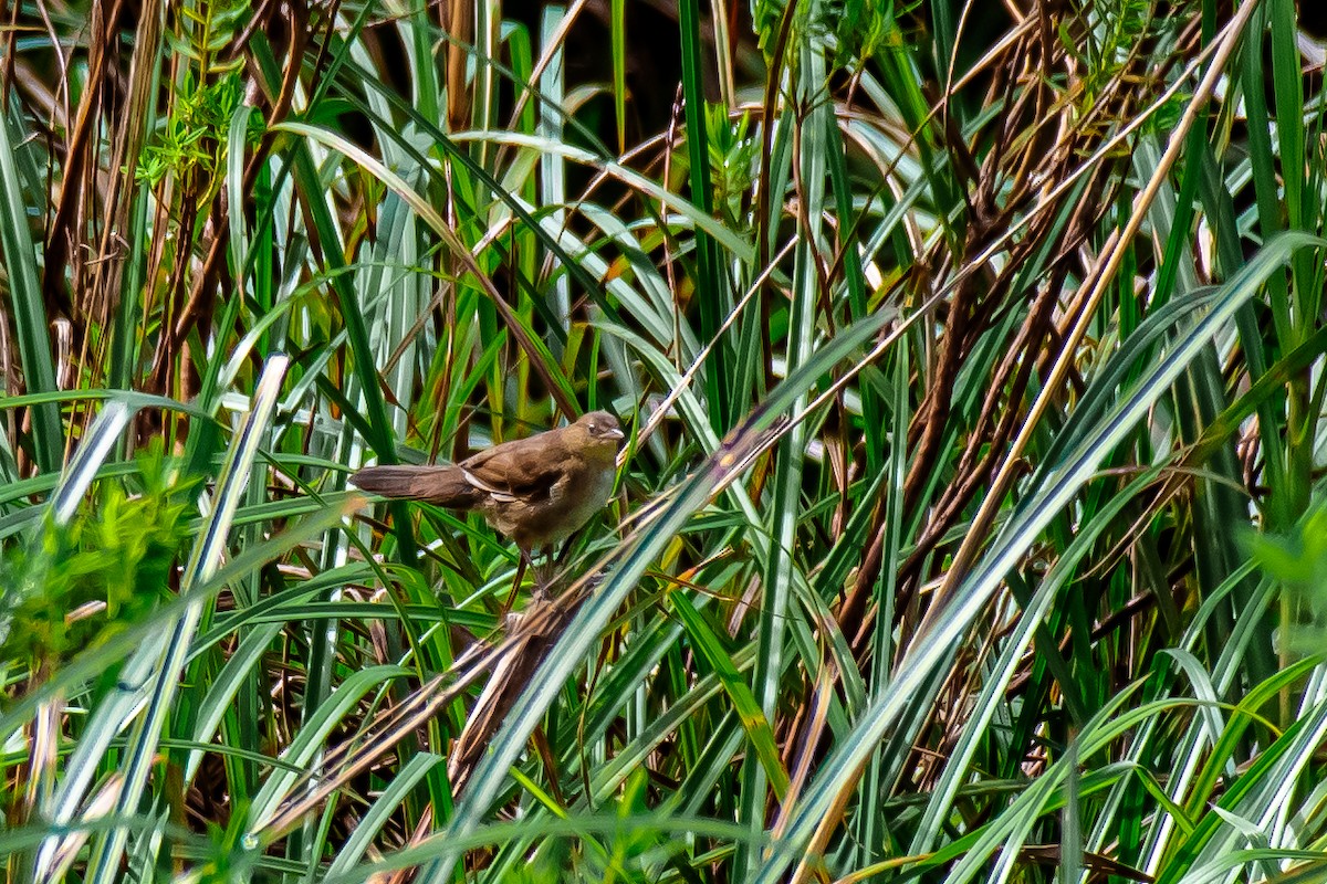 Broad-tailed Grassbird - ML619876633