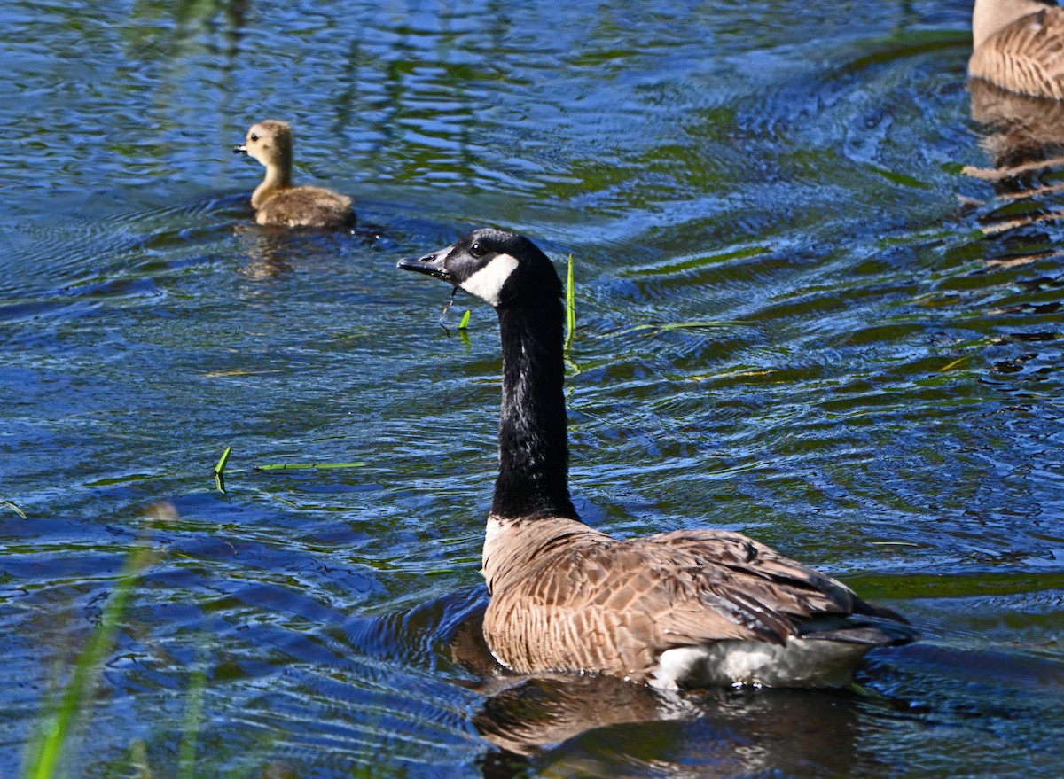 Canada Goose - ML619876634