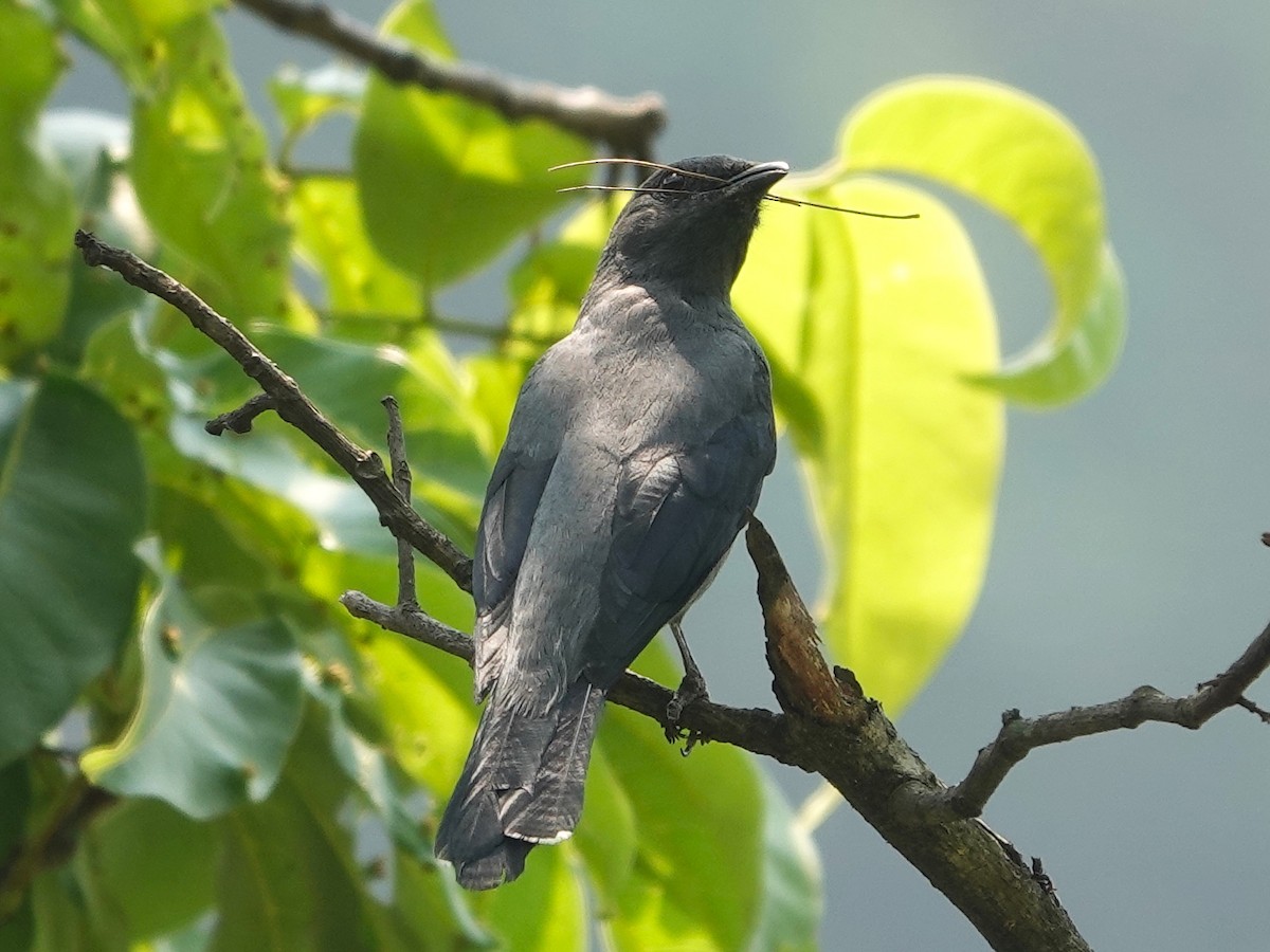 Black-winged Cuckooshrike - ML619876637