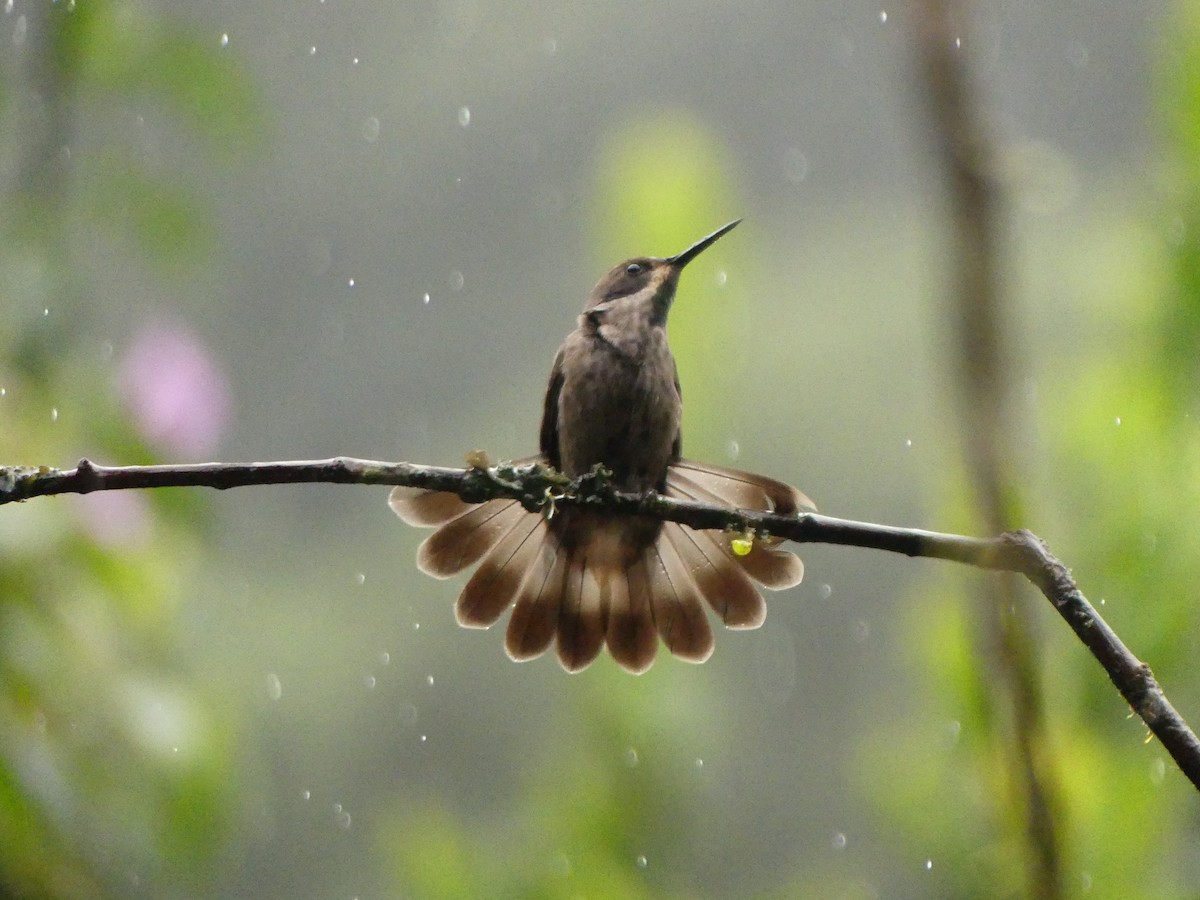 kolibřík fialovouchý - ML619876647