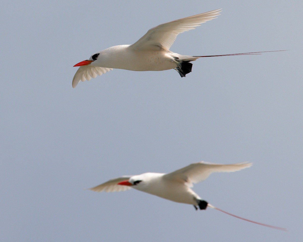 Red-tailed Tropicbird - ML619876648