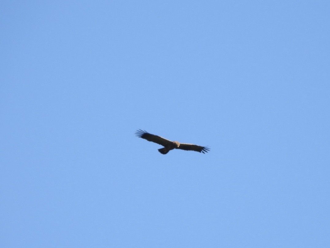 Lesser Spotted Eagle - ML619876652