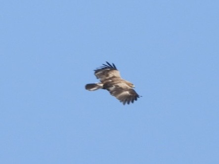 Lesser Spotted Eagle - ML619876654