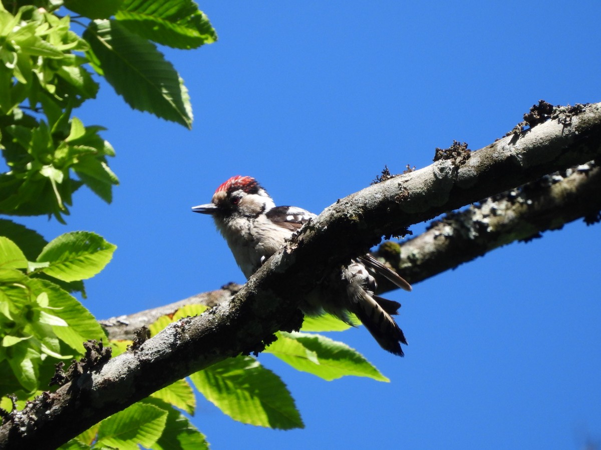 Lesser Spotted Woodpecker - ML619876665