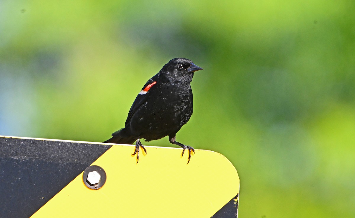 Red-winged Blackbird - ML619876668