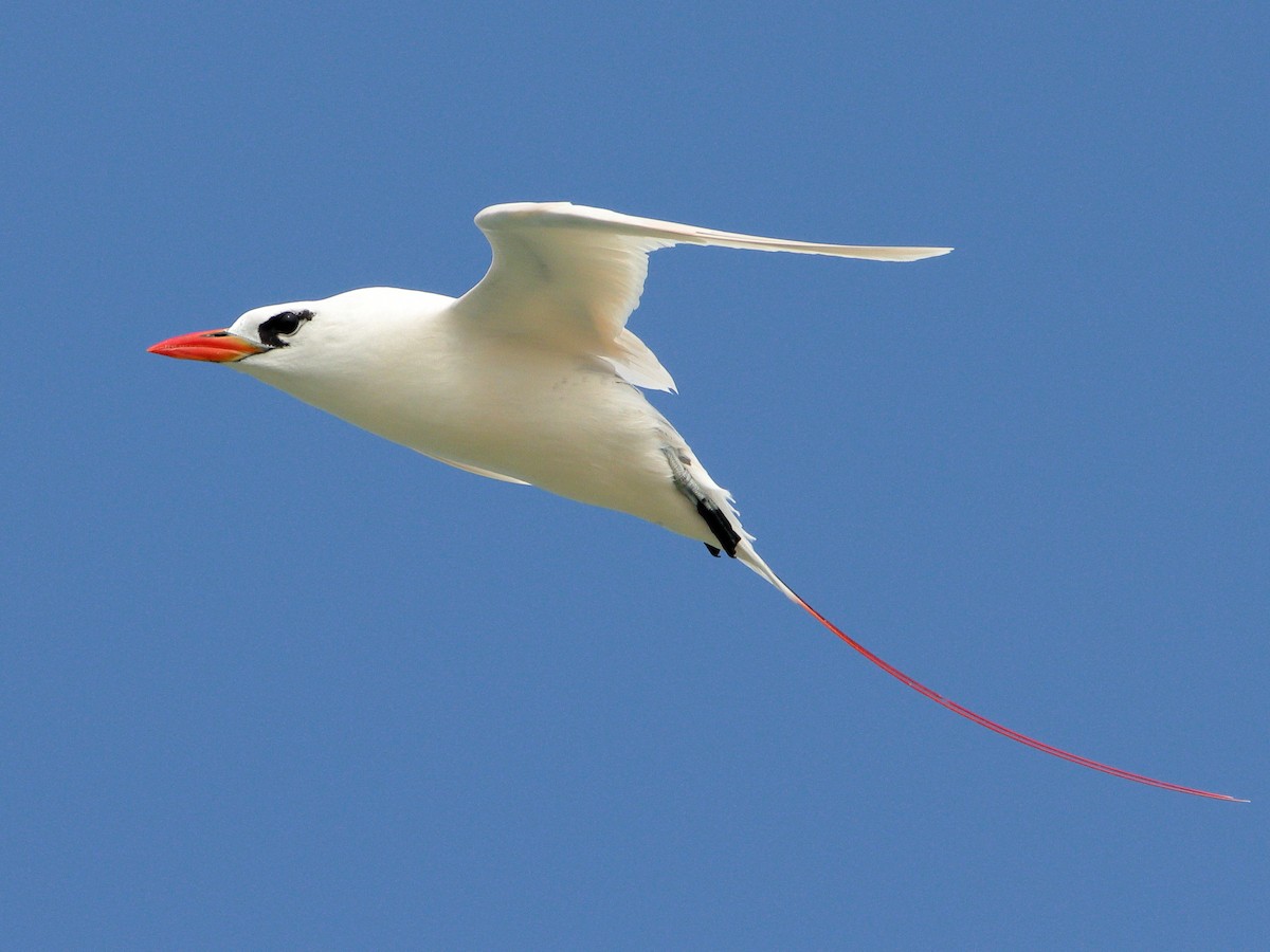 Red-tailed Tropicbird - ML619876670