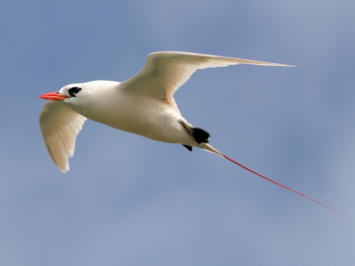 Red-tailed Tropicbird - ML619876671
