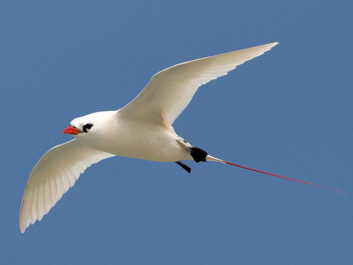 Red-tailed Tropicbird - ML619876672