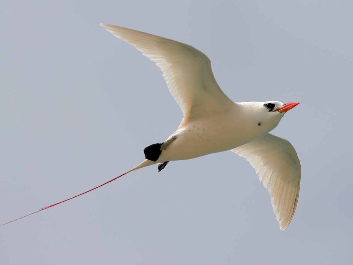 Red-tailed Tropicbird - ML619876673