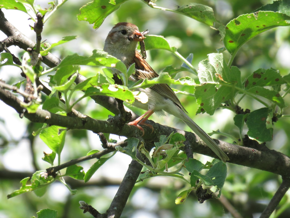 Field Sparrow - ML619876681